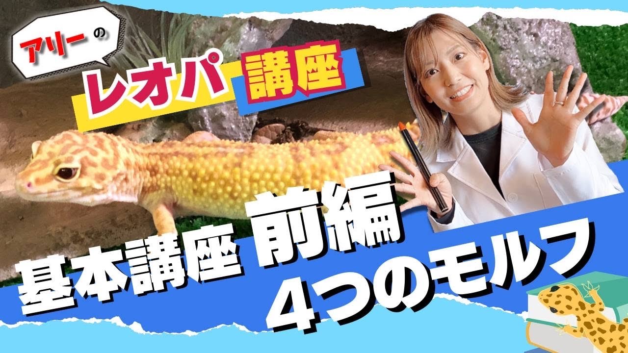 アリーのレオパ講座【前編】４つのモルフ