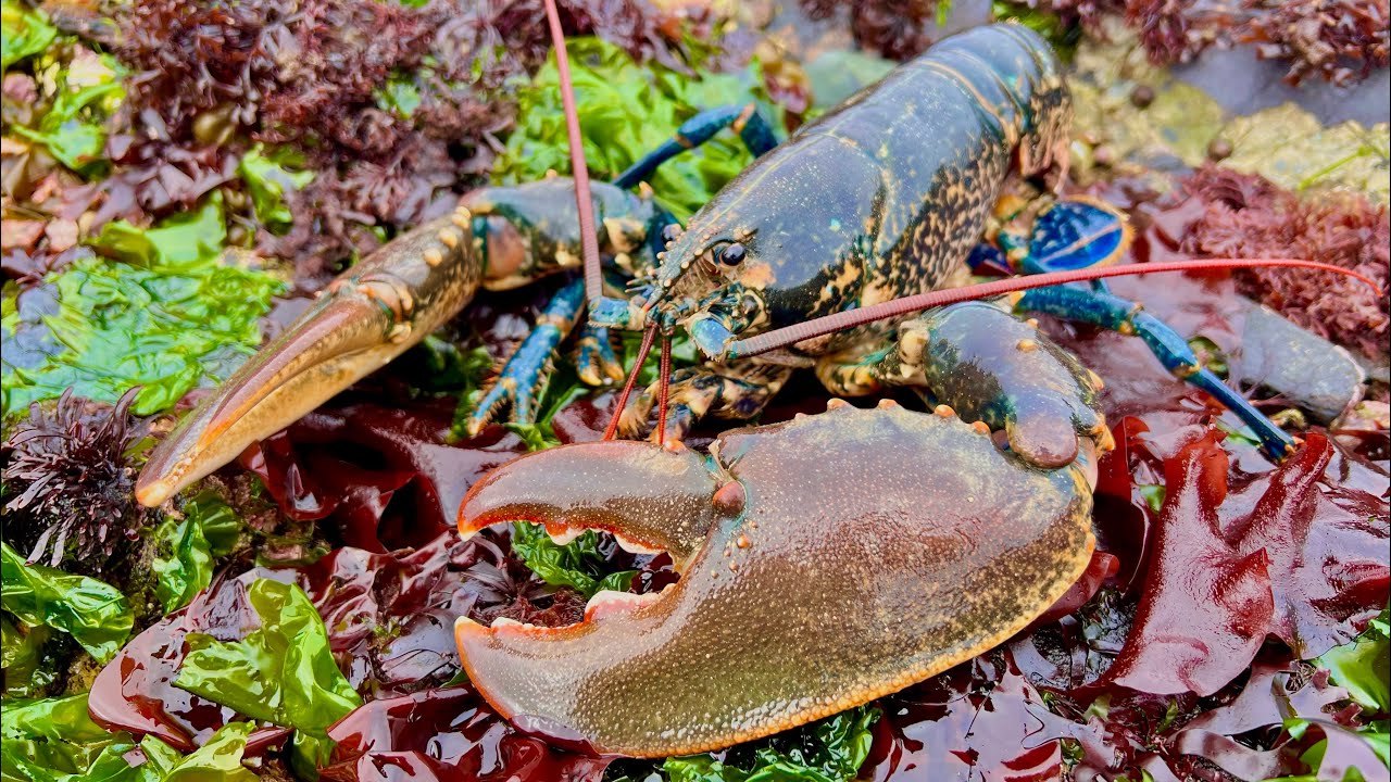 Coastal Foraging and Rockpooling - Lobsters, Crabs and Sea Creatures with cookup | The Fish Locker