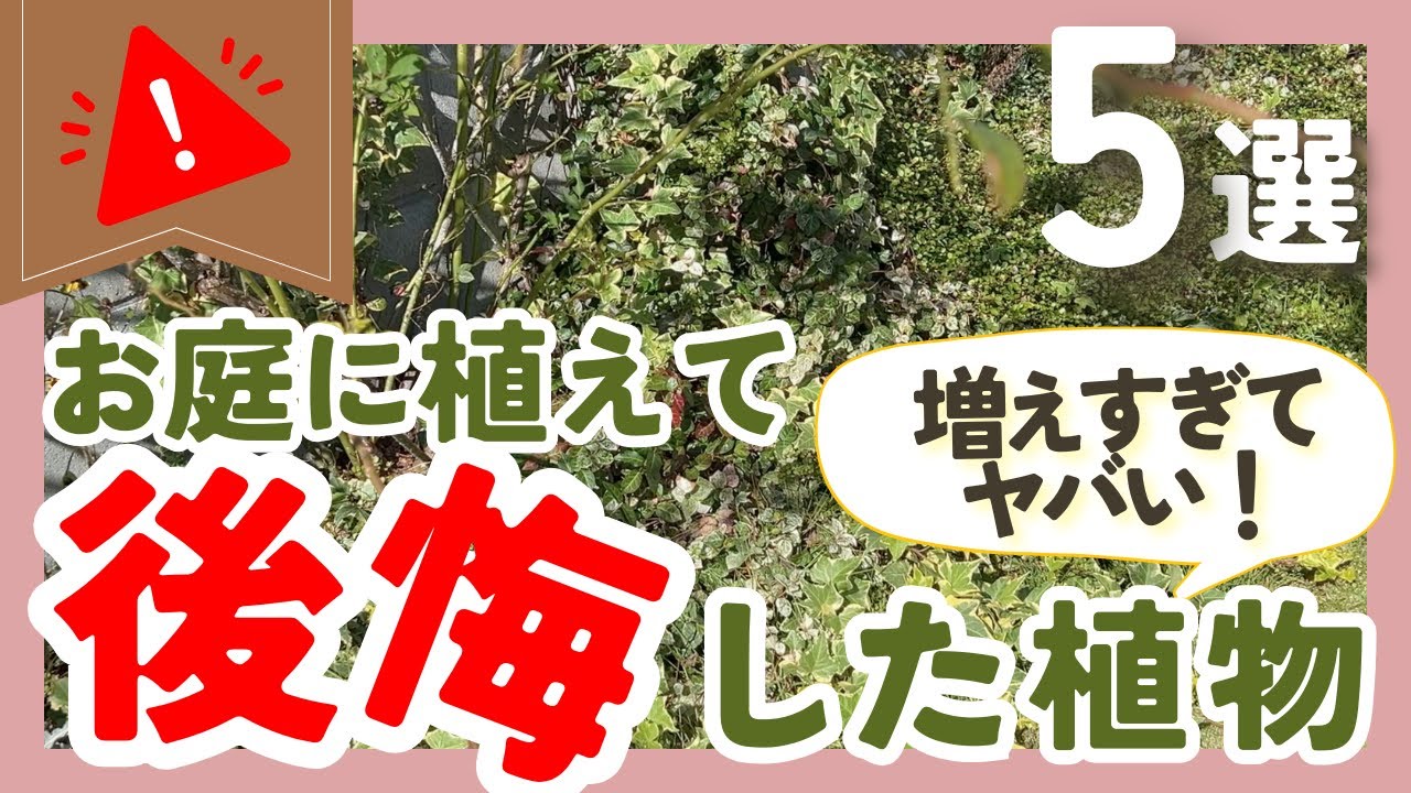 【増えすぎてやばい】お庭に植えて後悔した植物5つ！ガーデニング好きに聞いた植えてはいけない植物ランキングも！