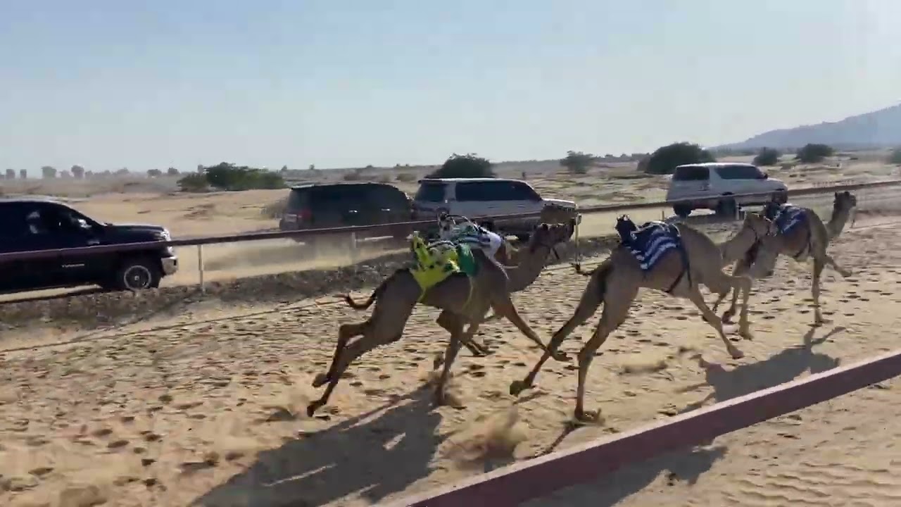 ٤ يناير، ٢٠٢٦