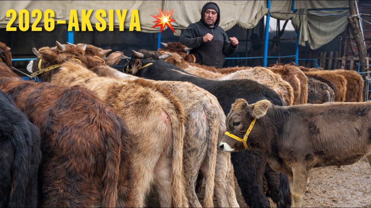 SHARIBBOY AKA QAYTDI 🥇 || G'UNOJIN VA BUQALAR 🔥