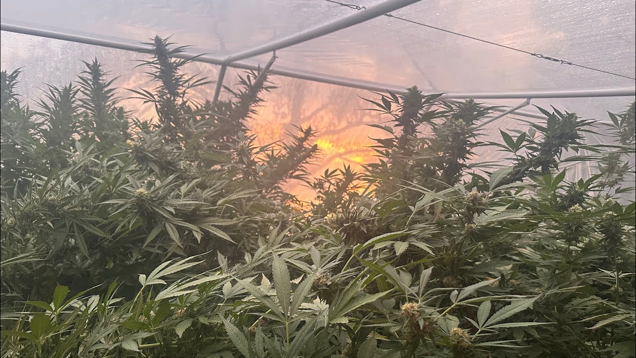 Northern California outdoor grow 2025