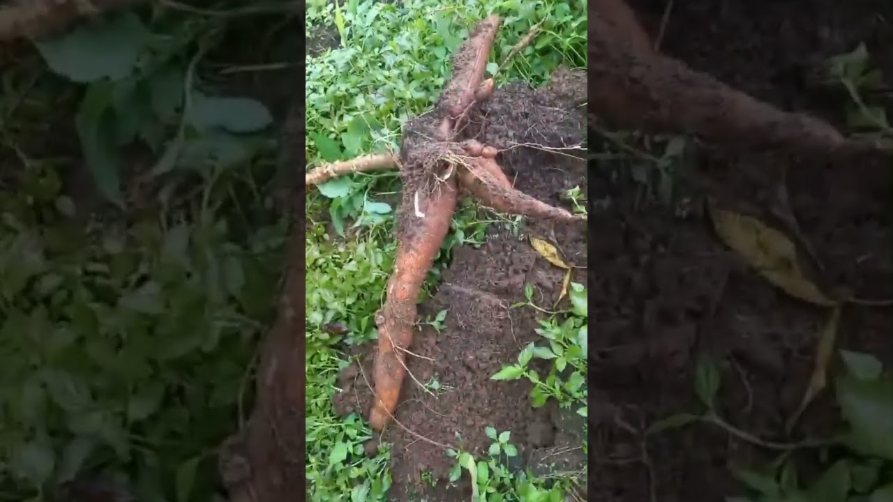 102- Alhamdulillah tanam Porang kedatangan tamu Mama Ana
