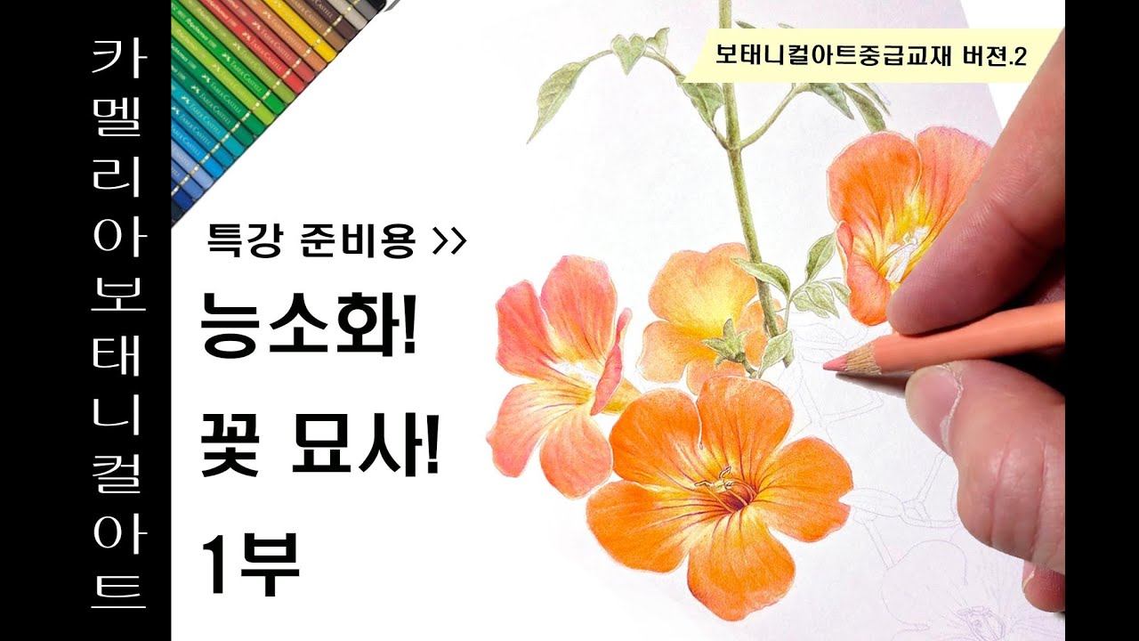 보태니컬아트중급교재V.2 능소화_1부 #보태니컬아트#식물세밀화#보타니컬아트#보테니컬아트#색연필일러스트 #꽃그림#카멜리아보태니컬아트#박안숙#botanicalartart#능소화