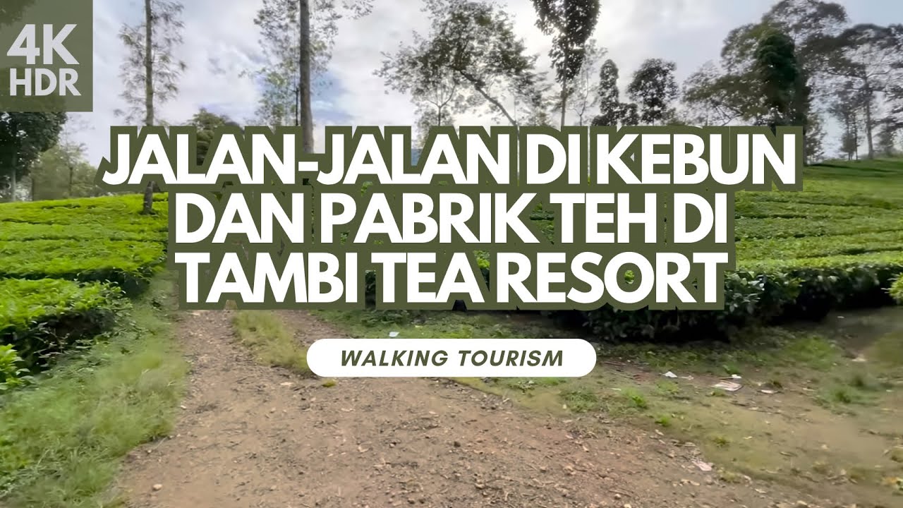 Proses Pembuatan Teh di Pabrik Teh Tambi (Tambi Tea Resort)