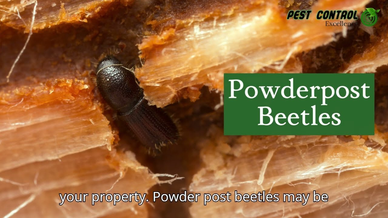 Tiny Beetles, Massive Damage: Powderpost Beetles & How to Protect Your Property!