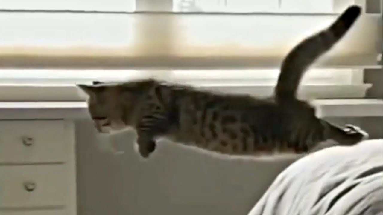Was Tiere So Denken 125 Katzen Mission Impossible