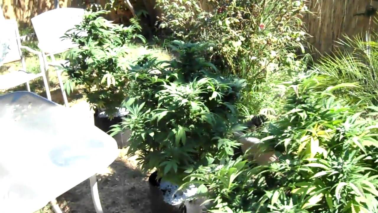 the back yard at cannasseurs garden...