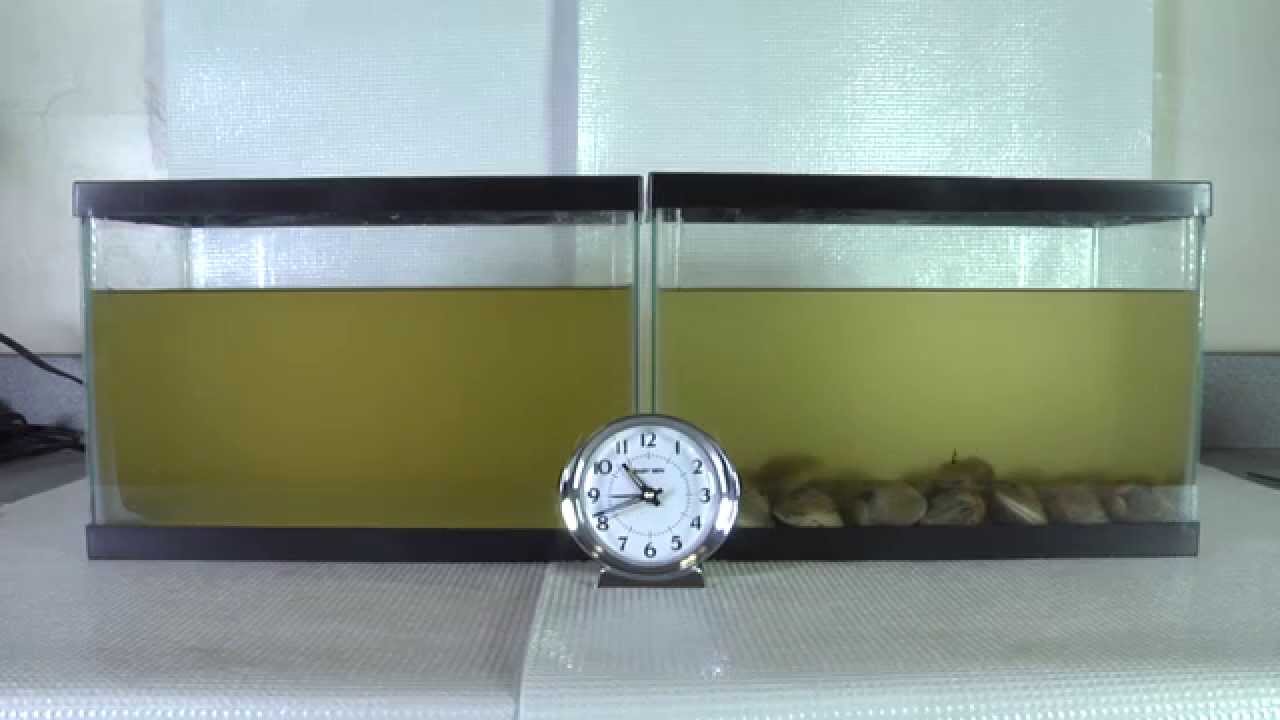 Time Lapse Video of Clam Filtration
