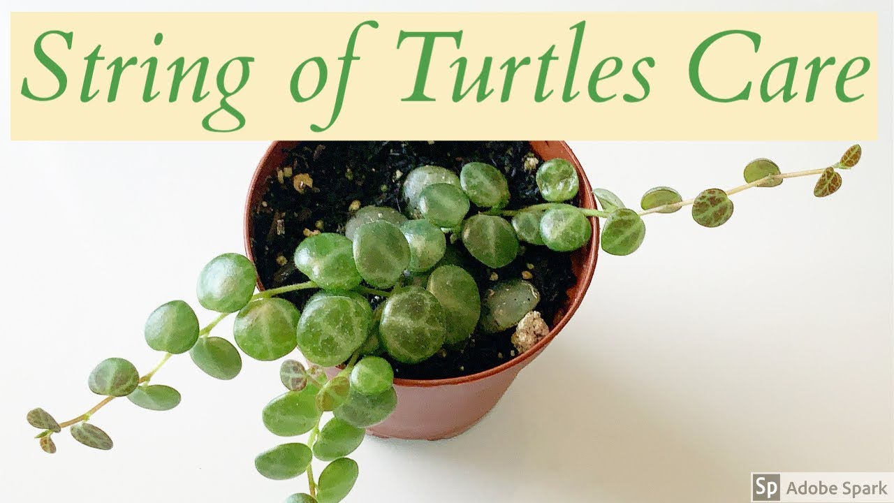 String of Turtles :: Houseplant Care Guide