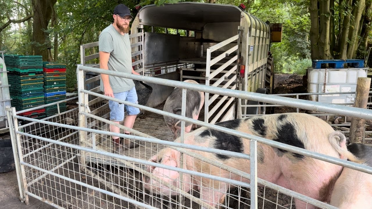 Pigs To The Slaughter!