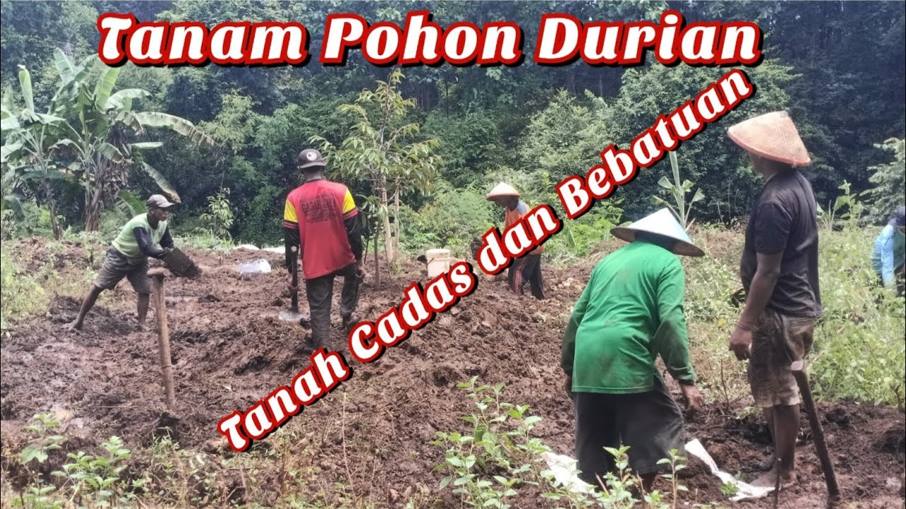 Proses Penanaman Pohon Durian di Tanah Cadas dan Bebatuan