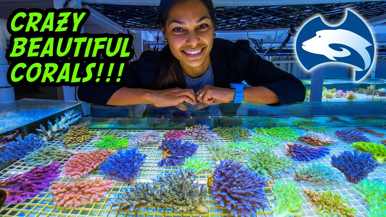Cairns Marine's Vast Supply Of Beautiful Corals, Australia Tour Part 9