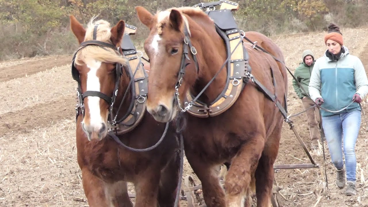 Ploughing day for Belgian draft horse enthusiasts