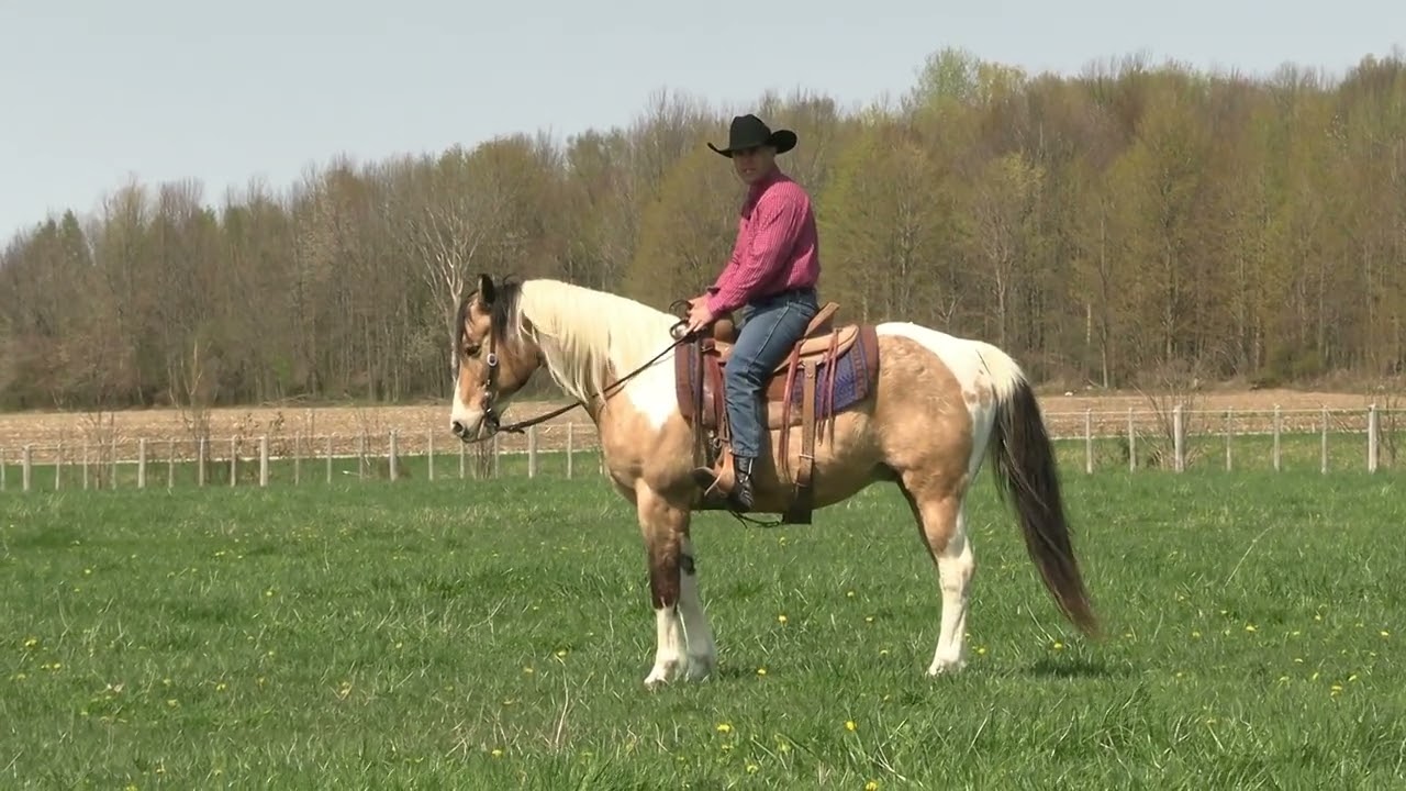 Horse That Won't Stand Still