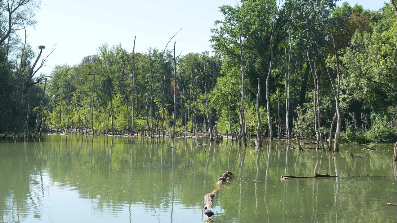 Petite Camargue Alsacienne