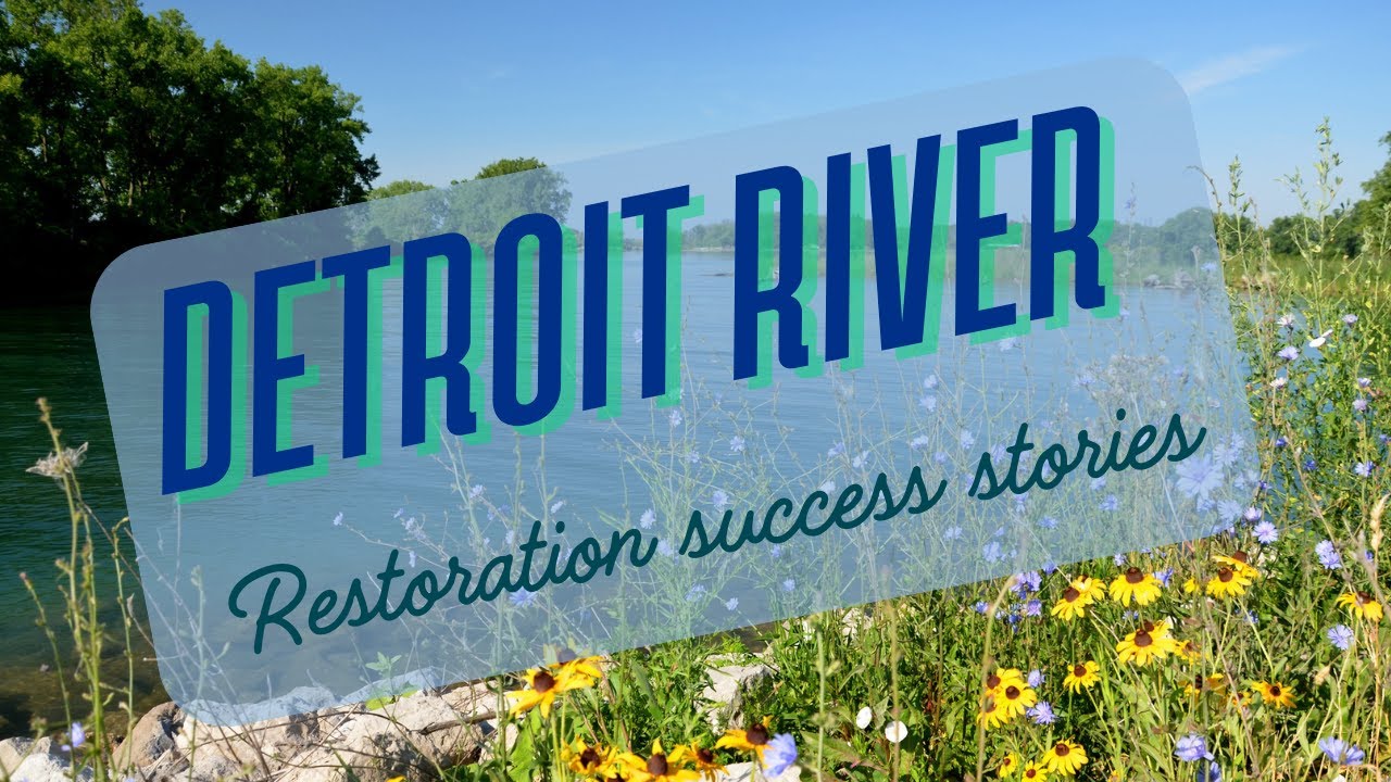 Detroit River Area of Concern: Habitat restoration success stories