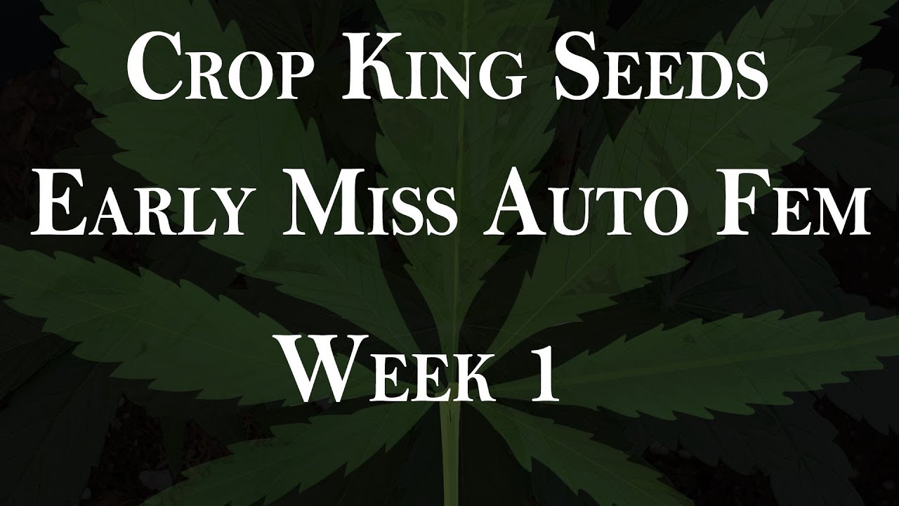 Early Miss Auto - Seedling time lapse - Week 1 - 'fast' version