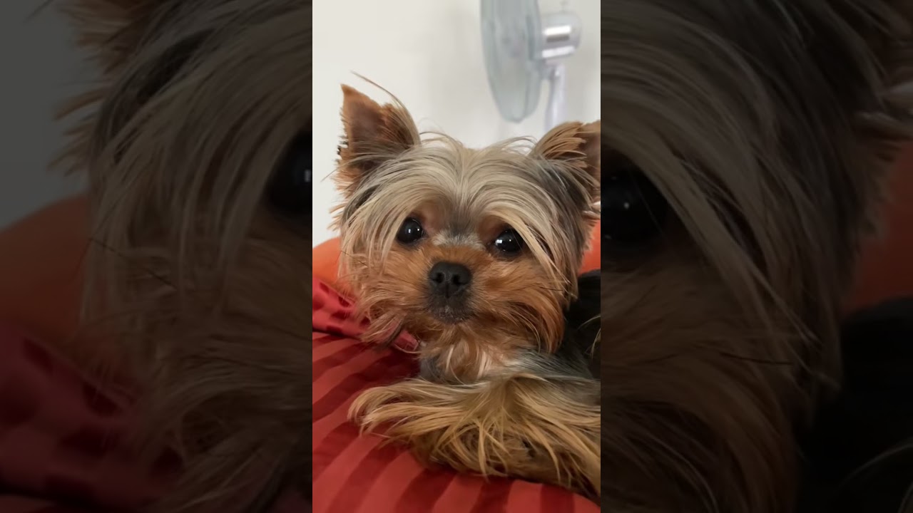 Зверь! #minimia #йоркширскийтерьер #yorkie #puppy