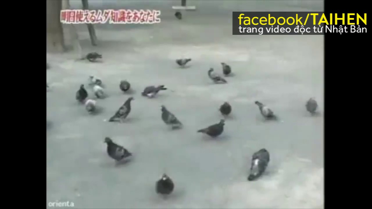 ベトナム語で鳩は...