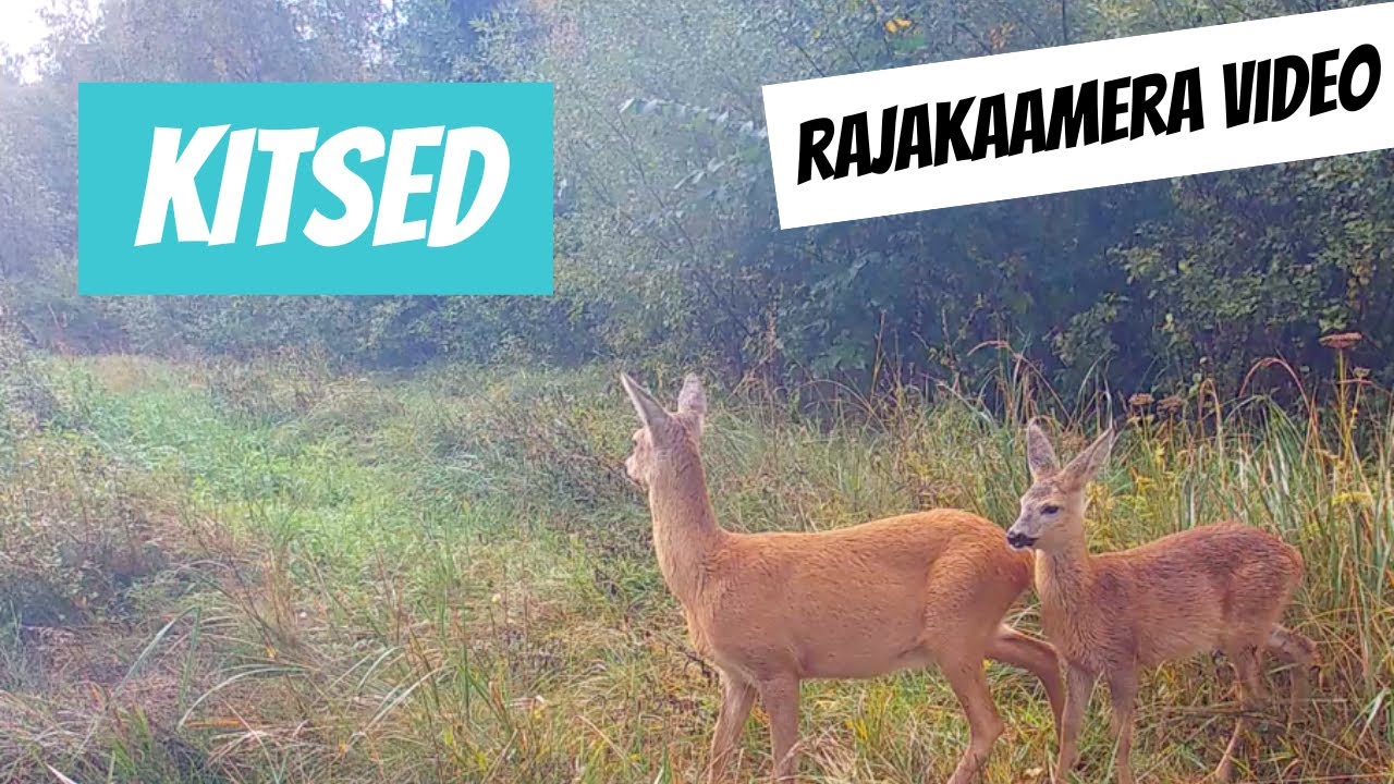 Metskits (Capreolus capreolus; Roe deer)