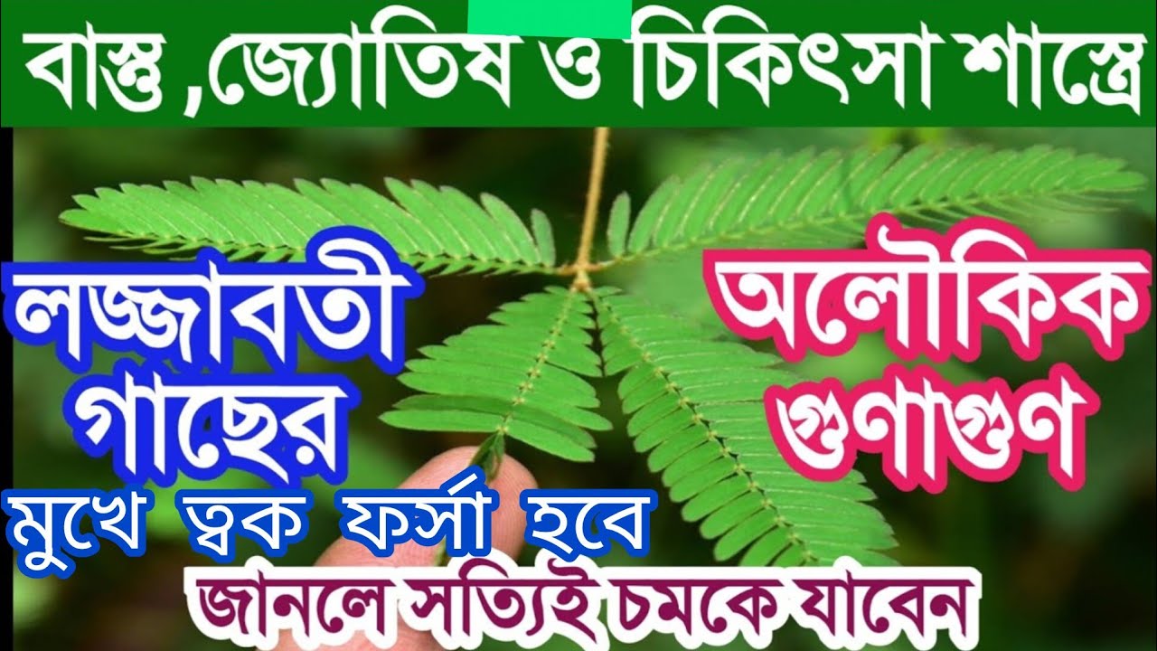 লজ্জাবতী গাছের অলৌকিক গুনাগুন,ও এক রাতে ফর্সা ও রাতারাতি ধনী ও রোগমুক্ত থাকতে গাছ লাগান । Lojjaboti 