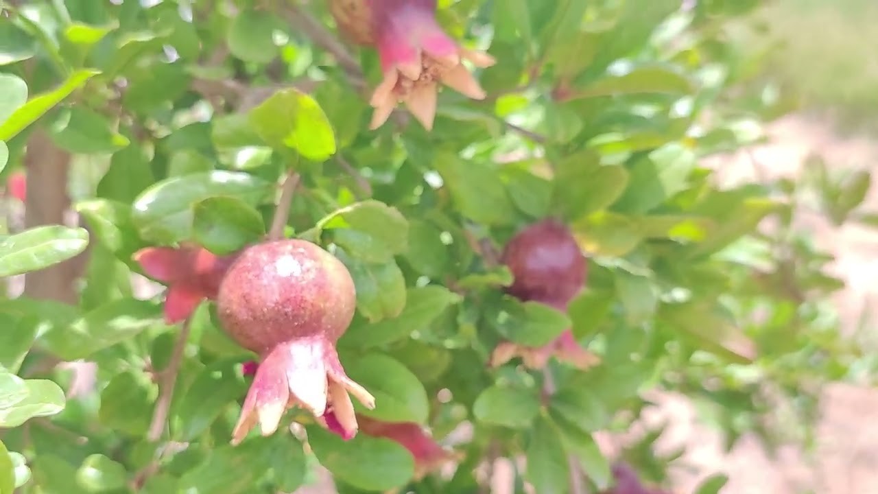 برنامج مكافحة و رش ضد امراض الرمان فترة الازهار 🌸🌿🌳 ( صنف UJ_AQu 🇪🇸)  ولاية الجلفة 🇩🇿 الجزء 01
