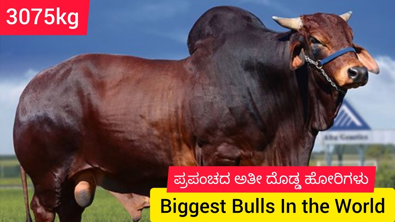Top bull breeds...of India very large attractive bulls..