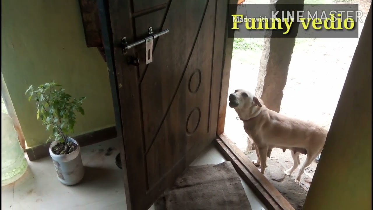 √కుక్క శంఖం పూరించింది||Dog 🐕 blowing conch funny||(@Satya fly Tv)
