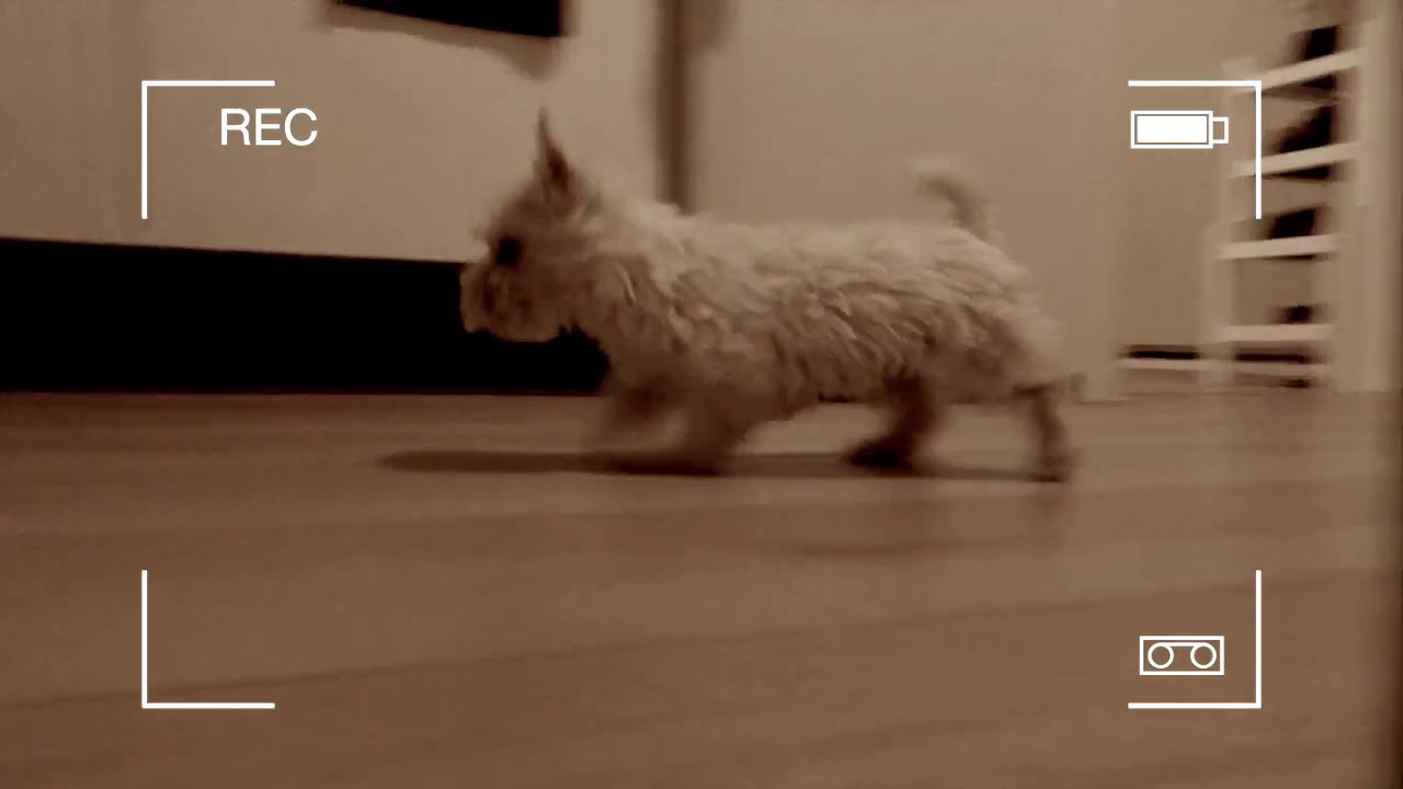 WEST HIGHLAND WHITE TERRIER FIRST DAY HOME | CUTE DOG VIDEOS