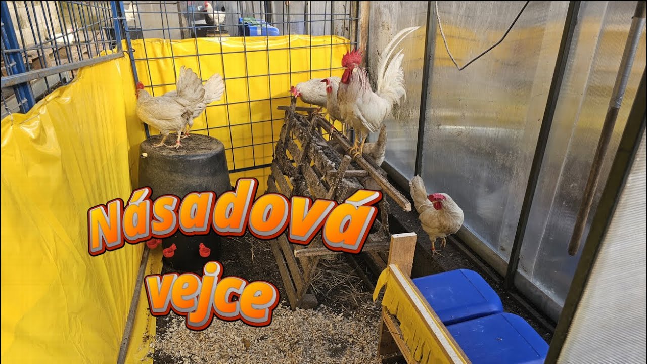 Izolace Hejna pro Vejce! 🐔 90% Úspěch v Chovu (Násadová Vejce) 👍