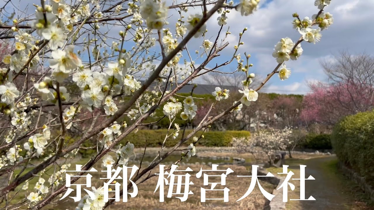 【梅の京都を巡る】 花々が美しい梅宮大社を歩く 2022/3/3 Take a walk around Umenomiya-taisha Shine 【4K】
