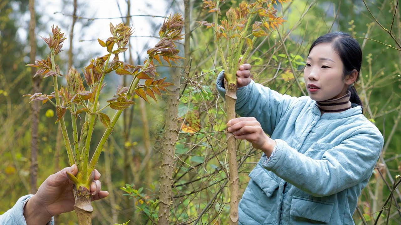 【刺龙苞】全身长满刺的野菜，摘它时冒一身冷汗，吃它时回味无穷 ｜ how to use wild vegetables with thorns to make Chinese food