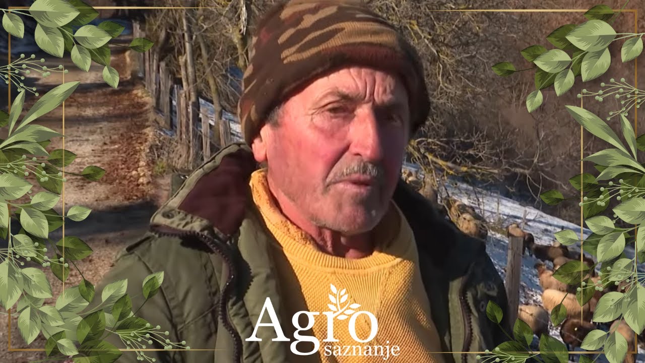 AGROSAZNANJE - Šećo Spahić ugledni stočar iz sela Brežđe o ovčarstvu
