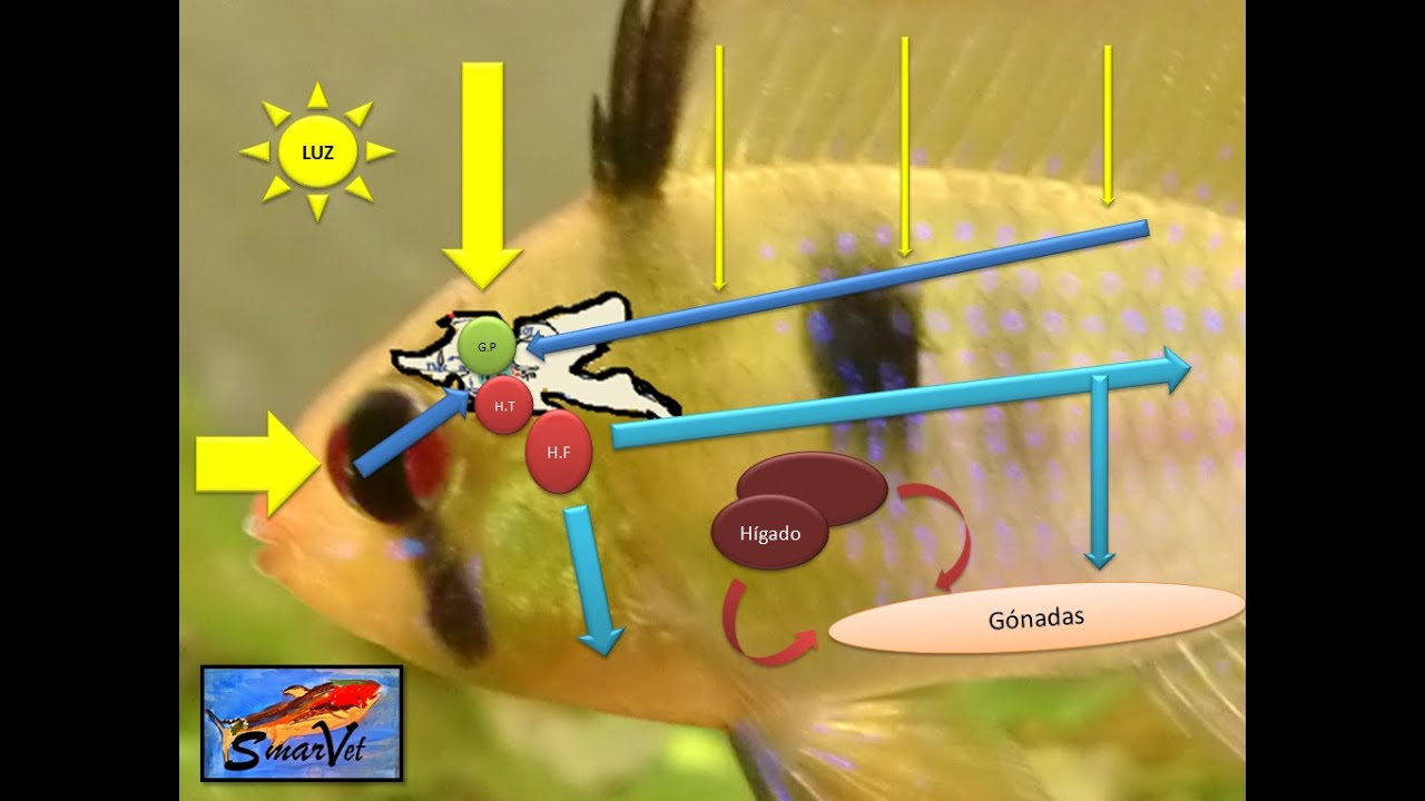 Fisiología de la reproducción en peces. Parte 2
