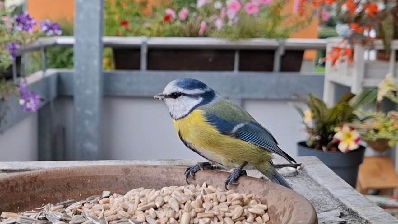 Bezaubernde Blaumeise🤩