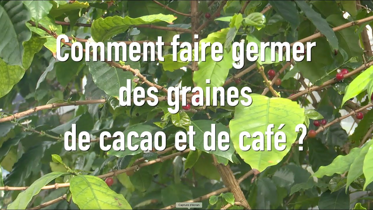 Comment semer des graines de cacao ou de café