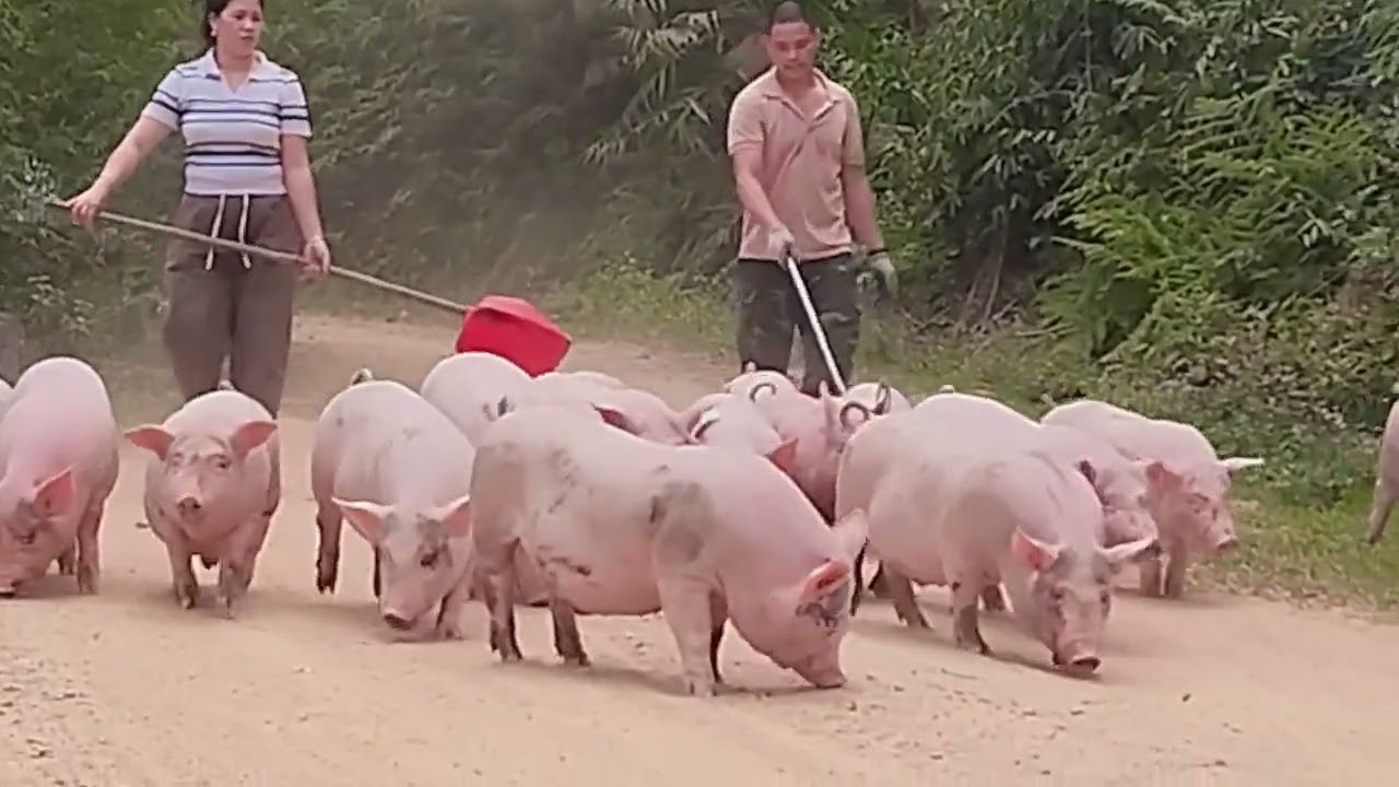 Phần 140: Vẻ đẹp hoàn mỹ của bầy heo quay 62 ngày tuổi (Trọng lượng TB tổng đàn 45kg🙃❤️❤️☘️)
