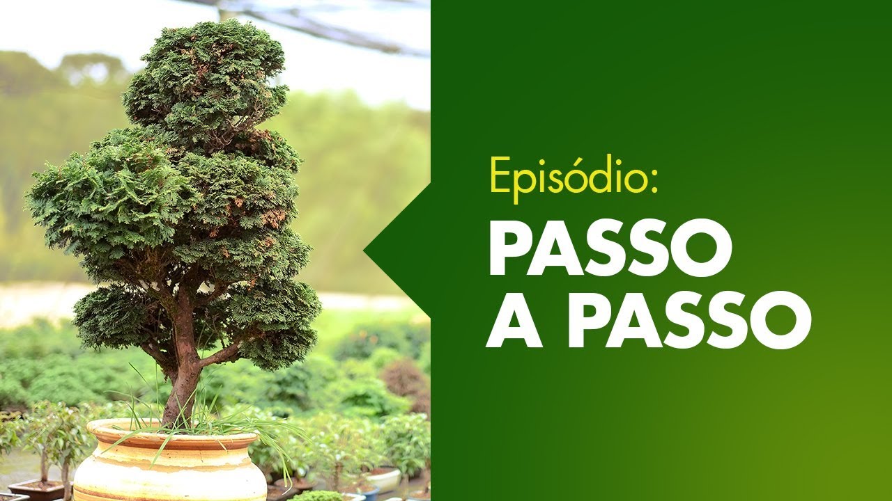 Como podar um Bonsai?