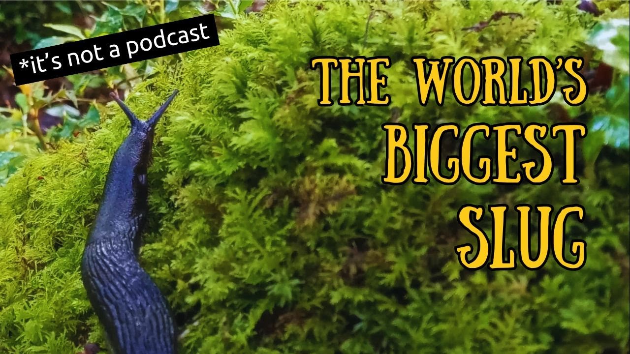 The World's Biggest Slug - The Dartmoor Podcast Episode Thirty Eight