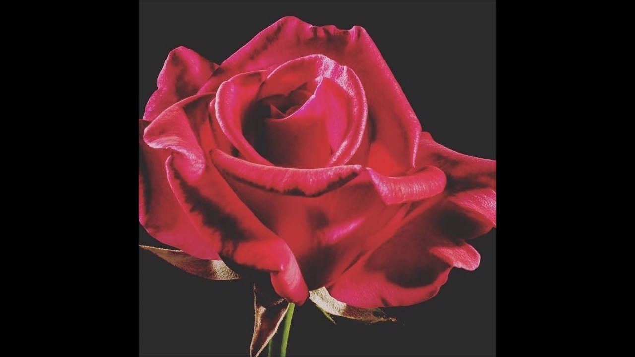 No Roses EP x S.A.B ( Track 07 )