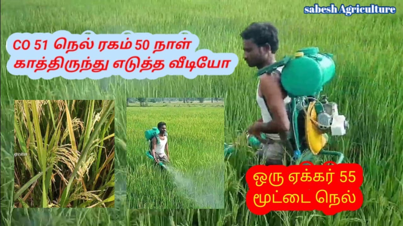 CO 51 நெல் ரகம் 50 நாள்  காத்திருந்து எடுத்த வீடியோ || Sabesh agriculture
