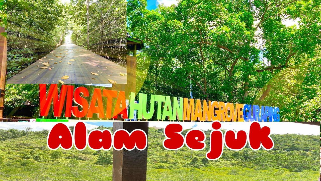 Hutan Mangrove Guraping Sofifi