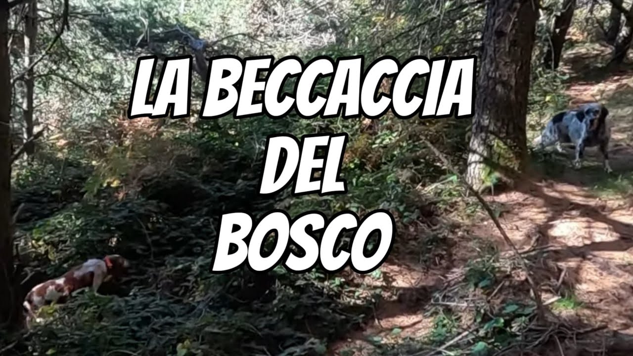 La Beccaccia del Bosco - Cilecca a caccia di beccacce - Benito il Breton e Assunta la Setter - Fail