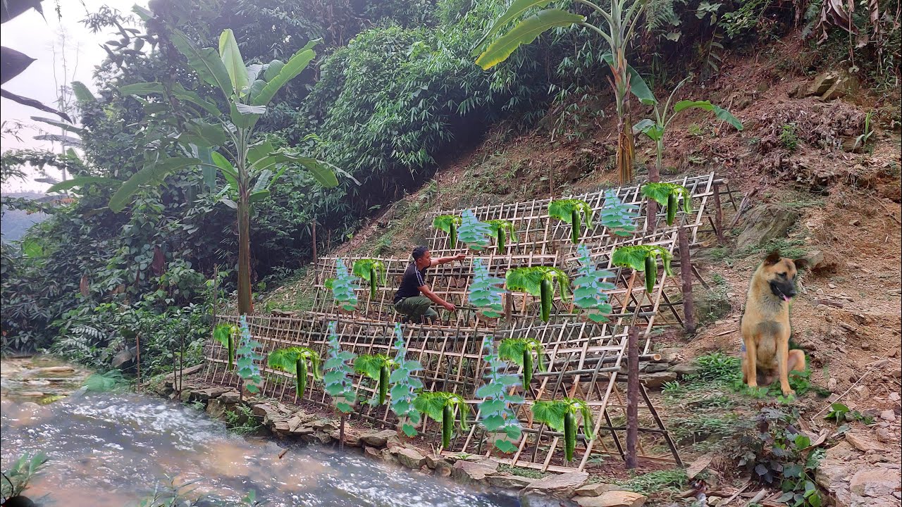 Building an organic melon garden and mining rough stone in the mountains - TA Bushcraft