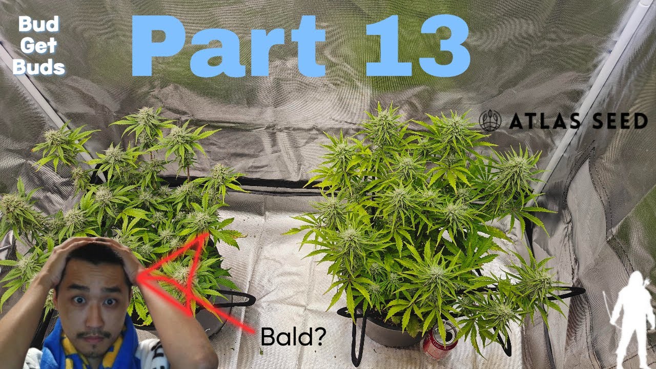 Seed to Harvest Part 13 (Robinhood VS Humboldt Seed Company VS Atlas Seeds). Autos in flower!