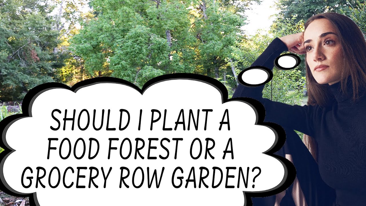 Food Forests vs. Grocery Row Gardens: Which is Right for You?