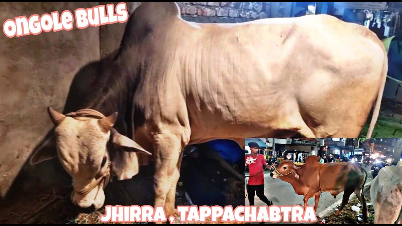 Ongole Big Bulls in Jhirra , tappachabutra || Pure Quality || SALMANVLOGZ