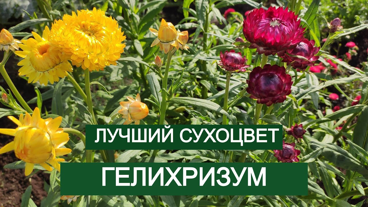 Мой гелихризум. Лучший сухоцвет. Ленинградская обл. 02.09.23г.