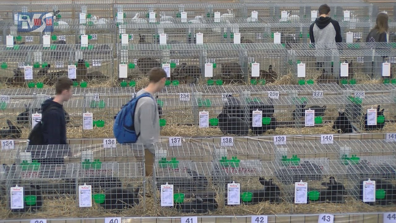 MIĘRZYNARODOWA WYSTAWA KRÓLIKÓW WIEDEŃSKICH W NOWEJ DĘBIE